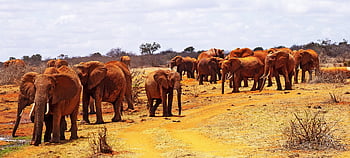 africa, kenya, tsavo East, elephants, safari, wilderness, east Africa