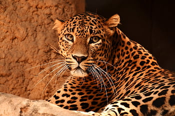 leopard, Kočkovitý, kočka, kníry, domácí zvíře, bestie, zvíře, Příroda, zoo