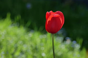 tulipán, jaro, Červené, květ, Příroda, okvětní lístky, zahrada, brzy bloomer