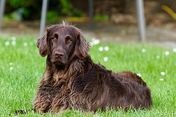 Flat-coated Retriever, lawn grass, selective focus photography, German Longhaired Pointer, sunny day, outdoor photography, dog lying, grassy field, pet photography, animal portrait, nature background