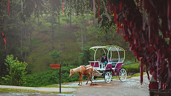 carrozza trainata da cavalli, Lush Green Park, rifugio romantico, uomo che cavalca, viaggio affascinante, carrozza, Parco verde, scena romantica, ambientazione esterna, giro in carrozza, sullo sfondo della natura