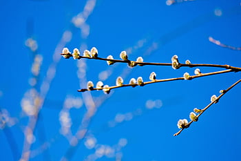 verba, spring, bloom, branch, willow, nature, kidney, dissolves, easter, palm Sunday