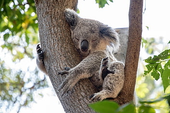 koala, zvíře, volně žijících živočichů, savec, Medvídek koala, spací, vačnatec, fauna, divočina, les, Příroda