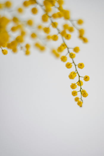 mimosa flowers, close up photography, delicate yellow flowers, white background, vertical shot, floral photography, mimosa blooms, nature photography, spring flowers, yellow mimosa, flower close-up