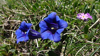 hořec, horské květiny, modrý, alpská květina, Příroda, jaro