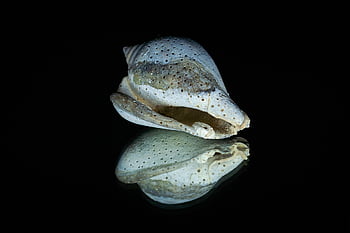 shell, seashell, clam, nature, sea, reflection, mirror, predmeta, object Shooting, contrast, black Background