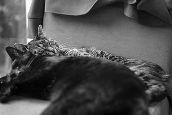 cats, felines, pets, domestic, sleep, together, couple