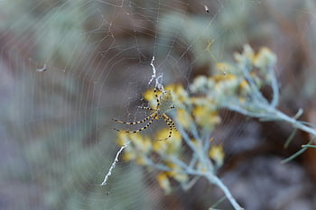 argiope pók, pók a weben, részletes póknézet, sárga virágok háttér, pókháló, kültéri pók, természetfotózás, rovarfotózás, Argiope fajok, kerti pók, webes részletek