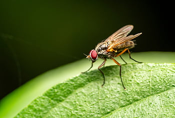 daging terbang, terbang, serangga, bug, alam, mata merah, makro, daun