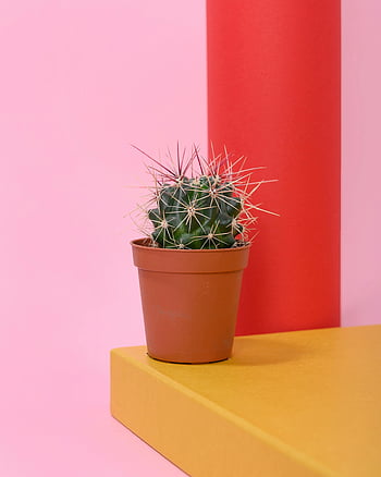 kaktus plante, brun krukke, Levende baggrund, lyserød baggrund, rød baggrund, Minimalistisk æstetik, lille pottekaktus, Farverig skærm, indendørs plante, terracotta pot, Dekorativ kaktus