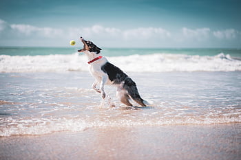 border Collie, dog, beach, animal, pet, canine, fetch, catching Ball, playing, beach Dog, nature