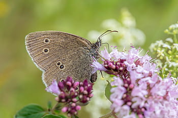 butterfly, leaf, insect, plant, springtime, environment, close-up, summer, nature, multi Colored, entomologist
