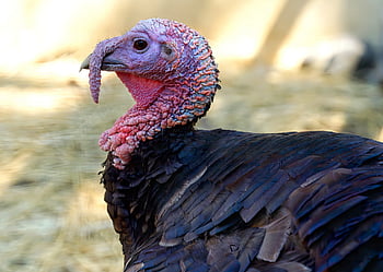 turkey, poultry, nature, bird, animal, feathers, profile, head