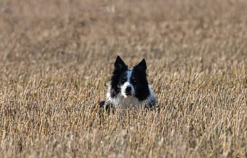 border Collie, dog, field, pet, animal, collie, black And White Dog, domestic Dog, canine, meadow, nature
