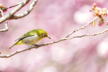 oko, pták, větev, sedící, zvíře, bílé oči, Zosterops Japonicus, divoká zvířata, Příroda, dolů, peří