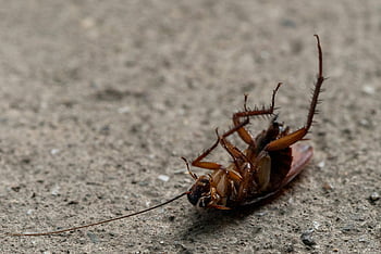 šváb, makro fotografie, mrtvý šváb, betonový povrch, hmyz, detail, makro snímek, Chyba, entomologie, škůdce, makro
