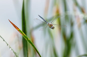 dragonfly, insect, wings, wildlife, biotope, entomology, flying, nature
