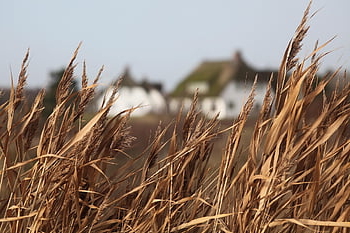 mar do Norte, föhr, Alemanha, costa, canas, panorama