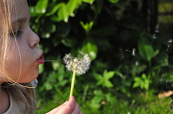 pige, blæser, hvid, mælkebøtte, blomst, frø, solbeskinnede, ung, udendørs, natur