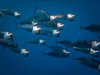 school of fish, underwater, ocean, swimming, mesmerizing view, marine life, aquatic, sea creatures, blue water, fish school, ocean wildlife