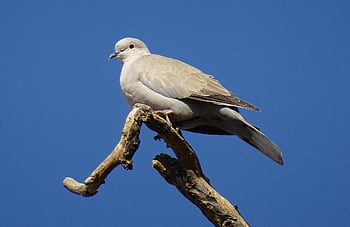 Vogel, Taube, Eurasische Türkentaube, Streptopelia decaocto, Natur, Kragentaube, Ring Taube, Fauna, Tierwelt, Jaipur, Indien