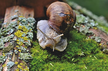 hlemýžď, shell, měkkýš, senzor, sliz, plazit se, zpomalit, kryt, mech, zvíře, Příroda