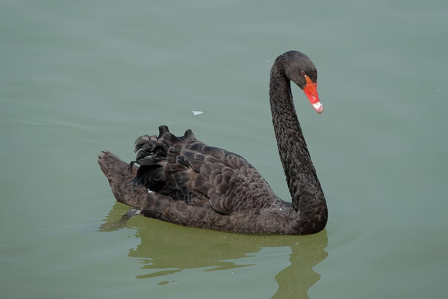 Černá labuť, labuť, pták, vodní ptáci, zvíře, vodní pták, zobák, peří, Příroda, jezero