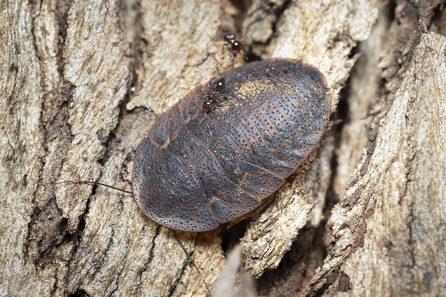 Χαλαρός, κατσαρίδα, Blaberidae, crematogaster, μυρμήγκι, formicidae, Νότια Αυστραλία, macro, Λαόβα, αρθροπόδων
