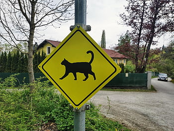 kočka, zvíře, ulice znamení, Pozor, domácí zvíře, Kočičí křížení, dopravní značka, kotě, nebezpečí, přejít, značení