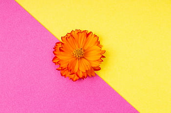 flower, petals, wallpaper Hd, beautiful Nature, gerbera, daisy, floral Background, freshness, design, cool Backgrounds, beautiful Wallpaper