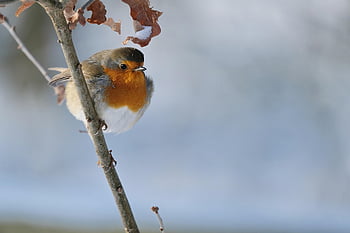 prihor, pasăre, ramură, cocoțat, animal, european robin, roșcată, animale sălbatice, pene, penaj, zăpadă