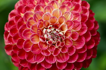 dahlia, dahlia Flower, pompom Dahlia, balldahlia, flower Wallpaper, blossom, bloom, beautiful Flowers, flowering Plant, ornamental Plant, flora