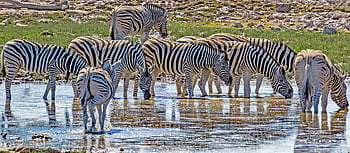 namibie, zebra, etosha, národní park, safari, zvíře, Afrika, volně žijících živočichů, Příroda