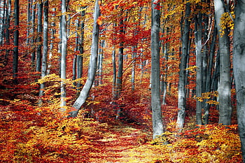 autumn trees, autumn forest, colorful foliage, tranquil scene, fall colors, forest path, bright leaves, autumn landscape, nature photography, seasonal beauty, tree trunks