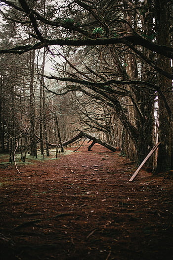 withered forest trees, serene forest path, dense trees, overhanging branches, mysterious atmosphere, forest landscape, natural scenery, woodland path, tree branches, forest floor, nature photography