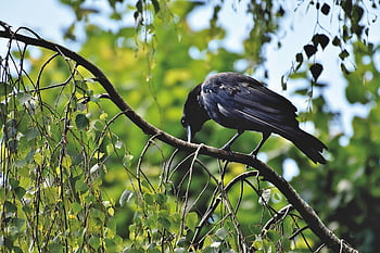 crow, raven Bird, bird, animal, black, birch, branch, tree, nature