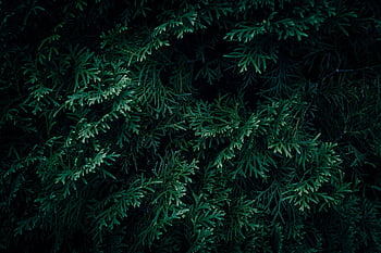 strom, arborvitae, thuja, poboček, jehličnatý strom, jehličnatý, jehličnatého stromu, tmavozelený, evergreen, flóra, les