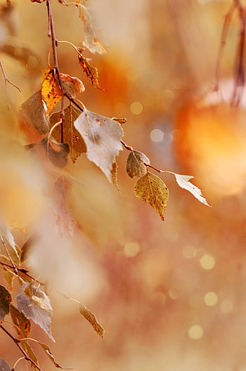 autumn, leaves, foliage, autumn Leaves, autumn Foliage, autumn Colors, autumn Season, fall Foliage, fall Leaves, fall Colors, nature