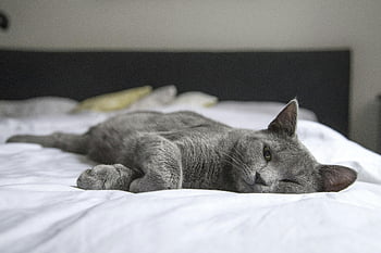 gri kedi, Yatakta Yalan, Rahat iç mekan ayarı, huzurlu dinlenme, gevşeme, kapalı kedi, rahat yatak, evcil hayvan gevşemesi, ev kedisi, ev konforu