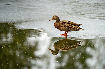 drake, mallardo, anatra, uccello, animale, piume, uccello acquatico, natura, anatra selvatica, stagno, becco