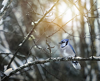 bird, nature, close, birdwatching, perched, feathered, beak, branches, sitting, habitat, close up