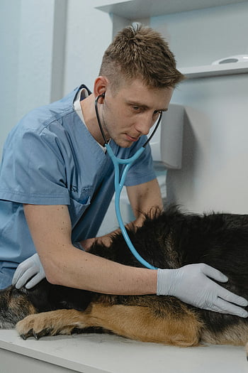 vet, sick dog, blue scrubs, stethoscope, checkup, veterinary care, animal health, medical examination, pet care, clinic, dog treatment