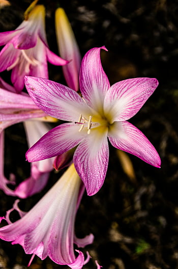 roze amaryllis, close-up fotografie, levendige bloem, delicate bloemblaadjes, meeldraad, paars en wit, bloemenbeeld, natuurfotografie, Botanische schoonheid, macro schot, amaryllis bloei
