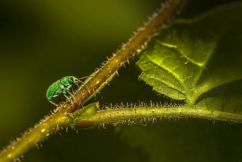 charançon de l'ortie, phyllobius pomaceus, insecte, la nature, animal, macro, couleur verte, feuille, faune, été, petit