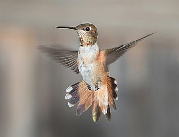 白い茶色のハミングバード、 黒ハチドリ、 飛行中のハチドリ、 鳥の写真、 自然写真、 野生動物の写真、 ハチドリの翼、 ハチドリの尾、 ハチドリの羽、 ハチドリのクローズアップ、 ハチドリの詳細