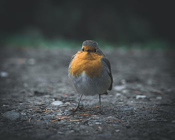 robin, fågel, djur-, europeisk robin, robin redbreast, passerine fågel, vilda djur och växter, natur, trädgård, vår, bo