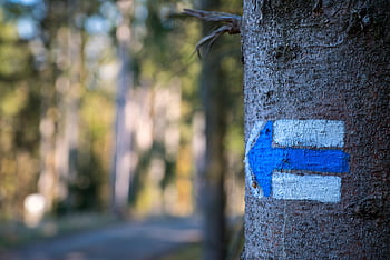 tourist Marking, arrow, marking, nature, direction, designation, forest, signpost, trees, navigation, orientation
