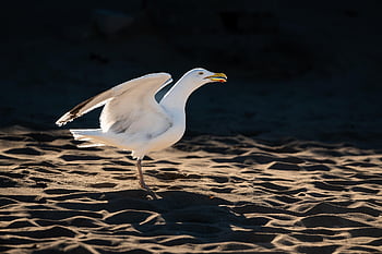 herring Gull, gull, bird, wing, beach, wildlife, animal, plumage, seabirds, water Bird, ornithology