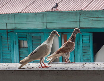 pigeons, city Pigeons, birds, doves, columbidae, poultry, animal, feather, standing, nature