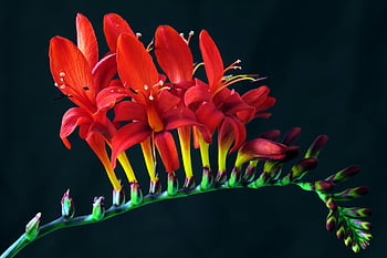 červené květy, Crocosmia Flowers, Kvetoucí červené květy, tmavé pozadí, Detailní květiny, Nápadní květiny, Červená crocosmia, květinové fotografie, zářivé červené květy, fotografování přírody